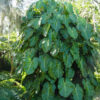 XL Philodendron Cordatum Plant in 6” pot