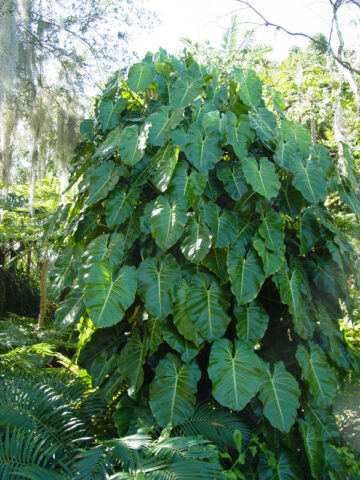 XL Philodendron Cordatum Plant in 6” pot
