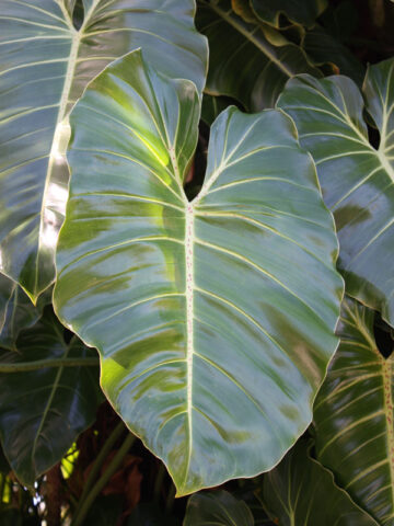 Alternative view of XL Philodendron Cordatum Plant in 6” pot