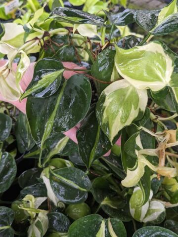 Alternative view of Philodendron Cream Splash Plant in 2x2x3" Square