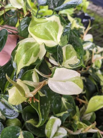 Philodendron Cream Splash Plant in 2x2x3" Square