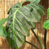 XL Philodendron Corsinianum Giant Plant in 6” pot