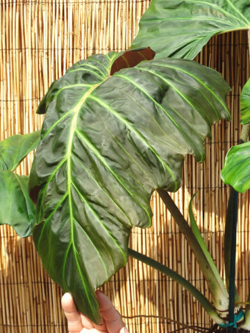 XL Philodendron Corsinianum Giant Plant in 6” pot
