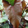 Philodendron Dark Lord Plant in  2x2x7" pot