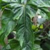 Philodendron Delsinkii in 4" Round Pot