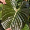 Philodendron Devansayeanum in 4" Round Pot