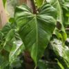 Gorgeous Philodendron Domesticum Plant in 2x3″ pot