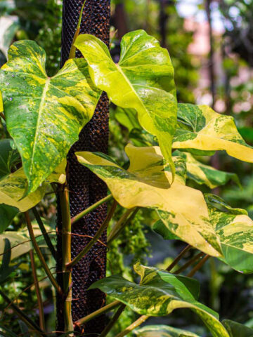 Rare Philodendron Domesticum Variegatum Plant in 4" pot