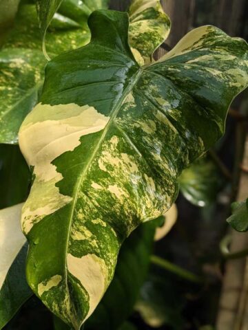 Alternative view of Rare Philodendron Domesticum Variegatum Plant in 4" pot