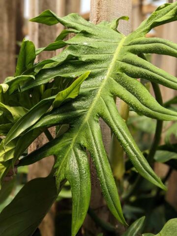 Philodendron Elegans Plant in 4" Round Pot