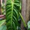 Philodendron Esmeraldense Narrow in 4" Round Pot