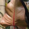 Philodendron Erubescens Bronze Leaf Red Stem in 3x2" Square Pot
