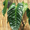 XL Philodendron Esmeraldense Plant in 6” pot