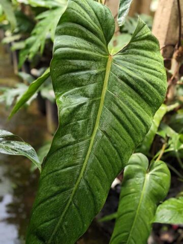 Alternative view of Philodendron Esmeraldas Narrow Plant in 4" Round Pot