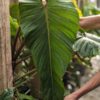 Philodendron Esmeraldas Narrow Plant in 4" Round Pot