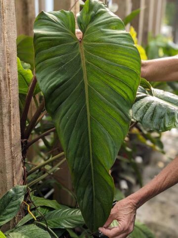 Philodendron Esmeraldas Narrow Plant in 4" Round Pot