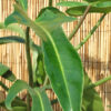 Philodendron Ecuadorian Canoe Leaf Plant in 2x3" pot