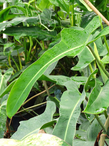 Alternative view of Philodendron Ecuadorian Canoe Leaf Plant in 2x3" pot