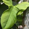 Philodendron Fibraecataphyllum Peru Plant in 2x2x3" Square