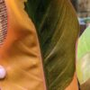Philodendron Firebird Plant in 4" Round Pot