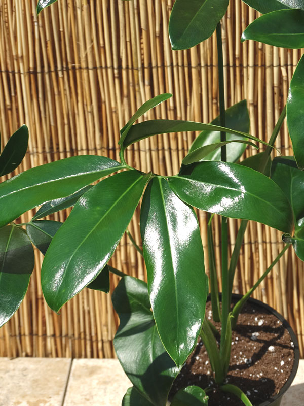 XL Philodendron Goeldii Hawaiian Finger Leaf Plant in 6” pot - Image 8