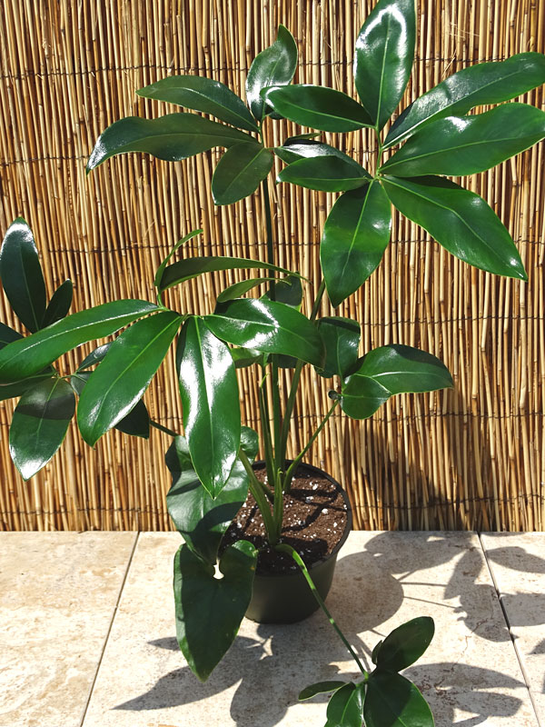 XL Philodendron Goeldii Hawaiian Finger Leaf Plant in 6” pot - Image 9