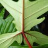 Philodendron Florida Beauty Red Stem (2x3" Deep Pot)