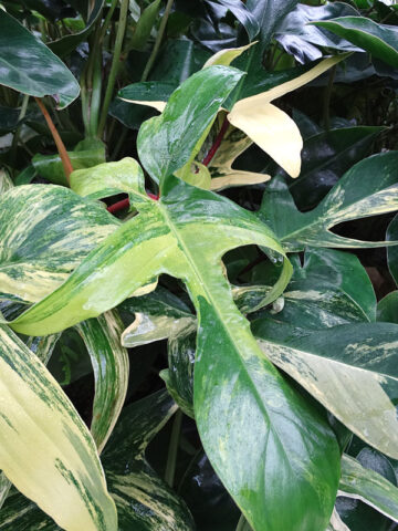 Philodendron Florida Variegated Plant in 2x2x7" pot
