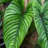 Philodendron Furcatum Plant in 4" Round