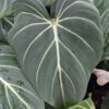 Crisp Lines, Gloriosum Dark Form Plant in 2.5 x 3" Deep