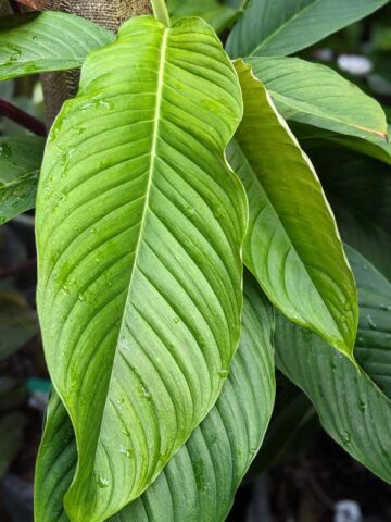 Philodendron Geniculatum in 4" Round Pot