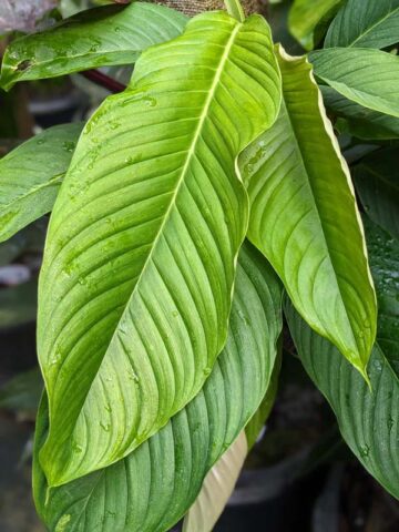 Alternative view of Philodendron Geniculatum in 4" Round Pot