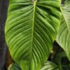 Philodendron Genevievianum in 4" Round Pot