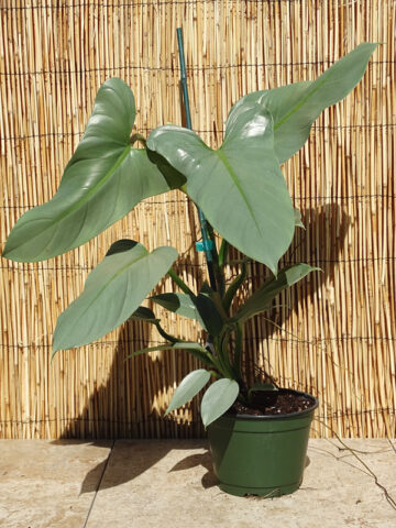 Alternative view of Philodendron Hastatum Silvery Blue Plant in 2x2x7" pot