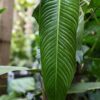 Philodendron Heterocraspedon in 4" Round Pot