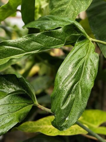 Alternative view of Philodendron Holtonianum Trilobe Plant in 2x3" pot