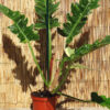 XL Philodendron Hualalai Variegated Sawtooth Plant in 6” pot