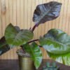 (BOGO, 2 Plant Offer) Philodendron Imperial Red Plant in 4” pot