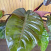 Philodendron Imperial Red Plant in 4” pot