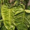 Philodendron Jose Buono Variegata in 2x2x3" Pot (Excellent Variegation)