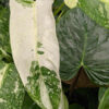 Large Philodendron IM Becky Plant in 2x3" pot