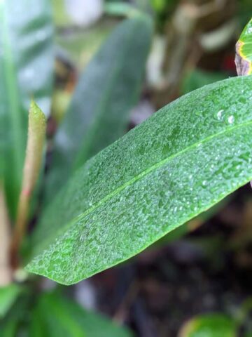 Alternative view of Philodendron Insigne Purple Plant in 4" Round Pot