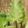 XL Philodendron Jungle Fever Plant in 6” pot