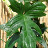 Philodendron Laciniatum Totem Plant in 2x2x7″ pot