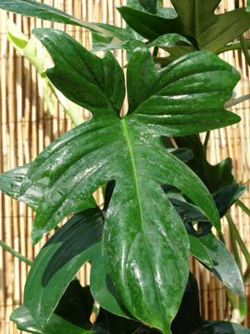 Philodendron Laciniatum Totem Plant in 2x2x7″ pot