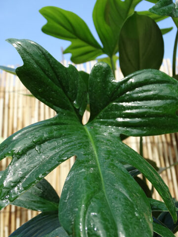 Alternative view of Philodendron Laciniatum Totem Plant in 2x2x7″ pot