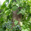 Philodendron Lacerum Plant in 2x2x7" pot