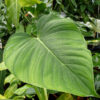Philodendron Lehmannii Plant in 4" Round pot