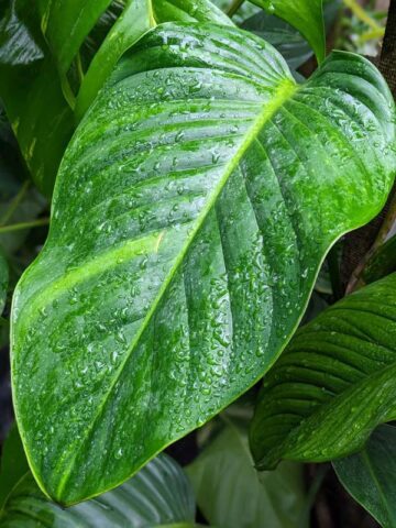 Philodendron Lentii in 4" Round Pot