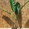 XL Philodendron Lanai Giant Plant in 6” pot